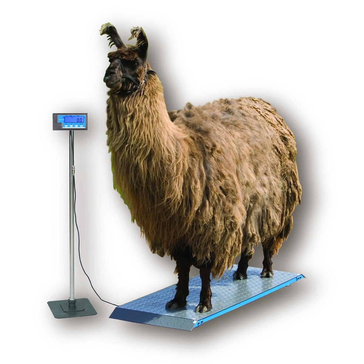 Salter Brecknell PS1000 Accurate weighing of Alpaca and Llamas